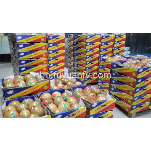 ভাল স্বাদ সঙ্গে Hotsale টাটকা Pomelo